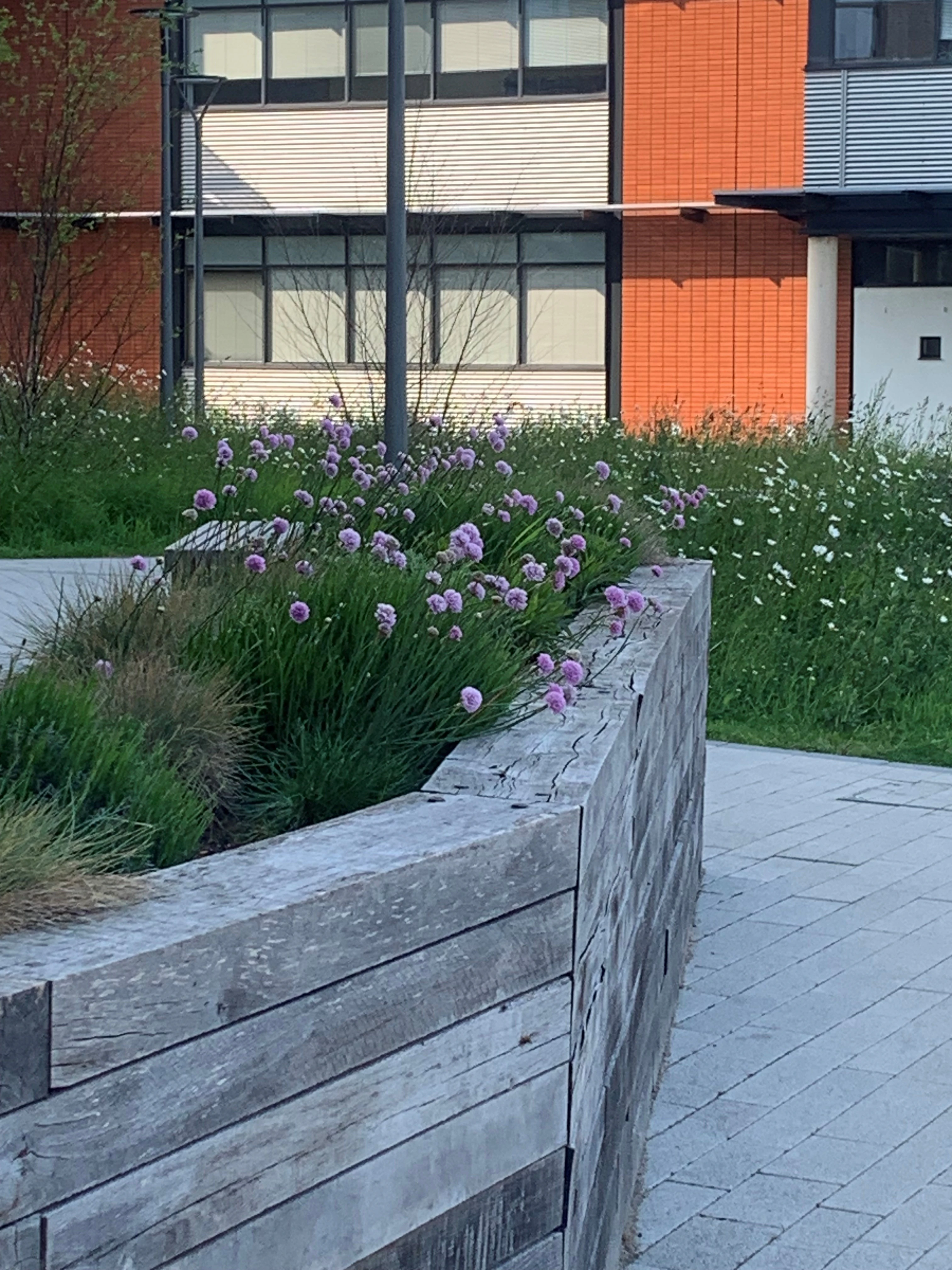 Landscape design at Lincoln Medical School